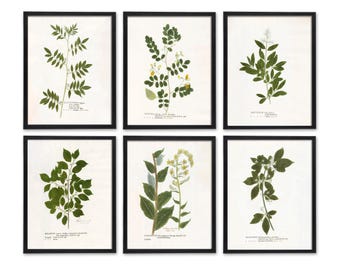 Antique Victorian Botanical Print Set of 6, Cottagecore Gallery Wall, English Cottage Decor