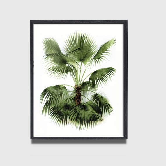 Palm leaf botanical Art | Palm Frond art | Leaf Print | Fern wall art |  Fern Botanical Art | Hollywood Regency | Palm Springs Art