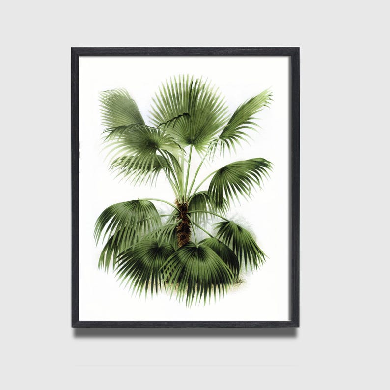 May include: A vintage botanical illustration of a green palm tree with a brown trunk against a white background.