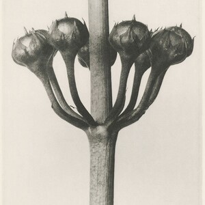 Set of 9 botanical prints by Karl Blossfeldt image 9