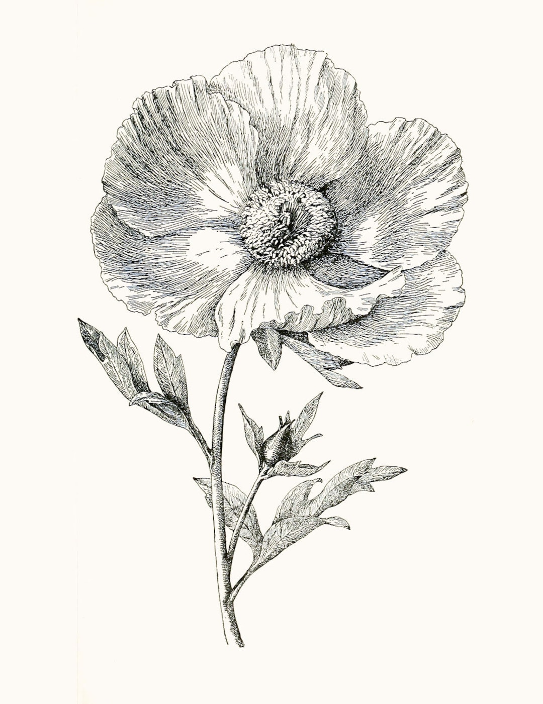 Victorian Floral, Black and White Poppy, Victorian Poppy, Antique