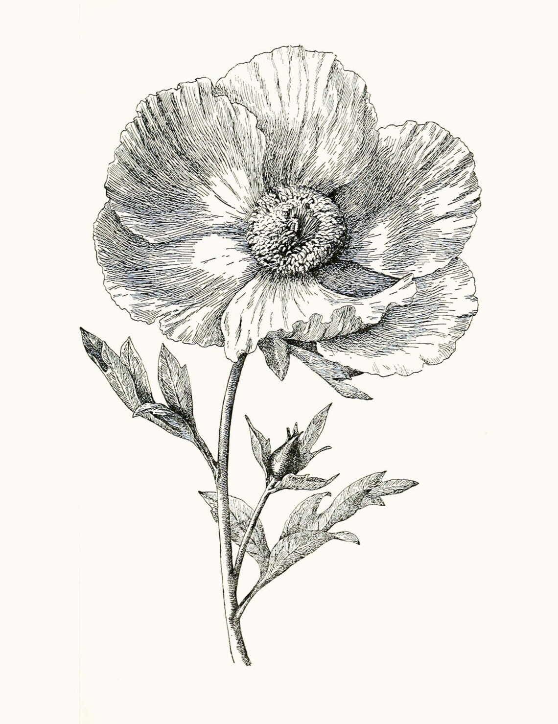 Victorian Floral Black and White Poppy Victorian Poppy Etsy