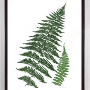 Vintage Fern Art, Vintage Fern Print, Fern Print, Antique Fern Botanical Print, rare vintage fern print