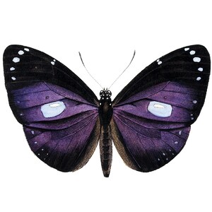 May include: A purple butterfly with black markings and white spots on its wings. The butterfly has two large, light blue eyespots on its wings.