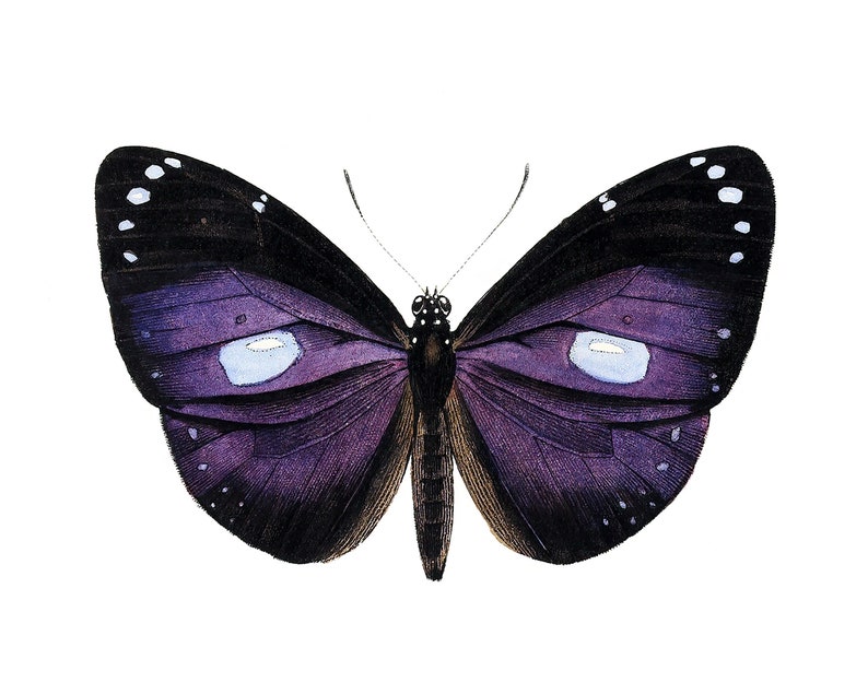 May include: A purple butterfly with black markings and white spots on its wings. The butterfly has two large, light blue eyespots on its wings.