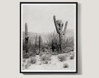 Vintage Saguaro Cactus Print,Tucson Arizona Photography,Desert Wall Art,Southwest Decor,Sepia Landscape Print,Arizona Gift,Cactus Poster