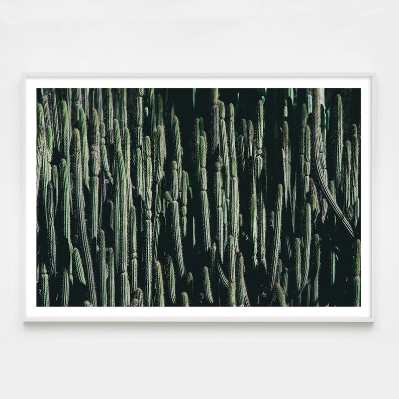 Large Modern Cactus Print Photograph for Loft or Modern home decor, Succulent Photograph image 4