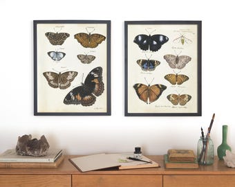 Juego de 2 láminas antiguas de mariposas de 1785, arte victoriano de historia natural, decoración estilo academia oscura y boho.