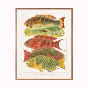 Colorful Bright Art, Tropical Fish Art, Vintage Fish Print, Angler Art, Colorful Fish, Home Decor, Cottage Art, Fish Art, Tropical Art
