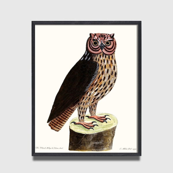 May include: Framed print of a detailed owl illustration. The owl, with brown and tan feathers, stands on a tree stump. The artwork features the text "The Black Wing'd Horn Owl" and the artist's name and date.