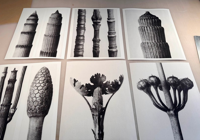 Set of 9 botanical prints by Karl Blossfeldt image 10