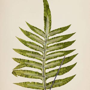 Fern leaf botanical Art | Leaf Print | Fern wall art |  Fern Botanical Art |  Fern Print | Vintage Fern Prints | Botanical Art Prints