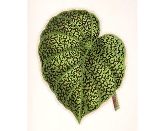 Antique Tropical Green Leaf Botanical Print, Victorian Specimen Art, Coastal and Cottagecore Decor