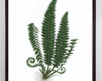 Vintage Fern Art, Vintage Fern Print, Fern Print, Vintage Fern Botanical Print, rare Antique Specimen, 1800s Home Decor Antique Illustration