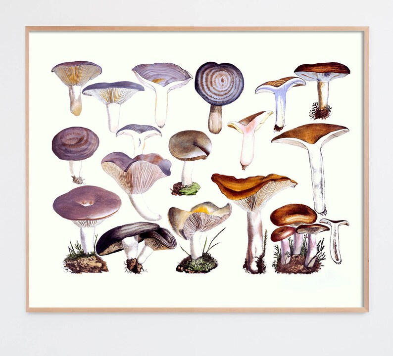 Mushroom Decor, Mushroom Art Print, Kitchen Art, Foodie Art, Farmhouse Funghi, Victorian Mushroom, Cottagecore Decor, Aesthetic room decor image 2