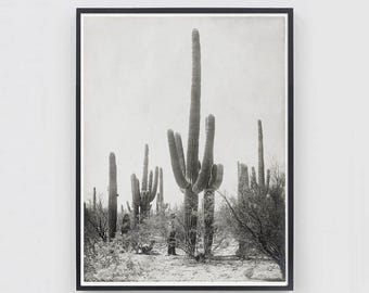 Vintage Saguaro Cactus Photography Print, Turn of the Century Tucson Desert Art, Southwest Decor