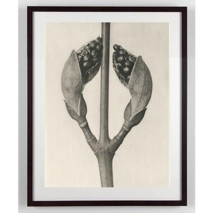 Karl Blossfeldt Maple Tree Study, Art Forms in Nature, Vintage Botanical Photography