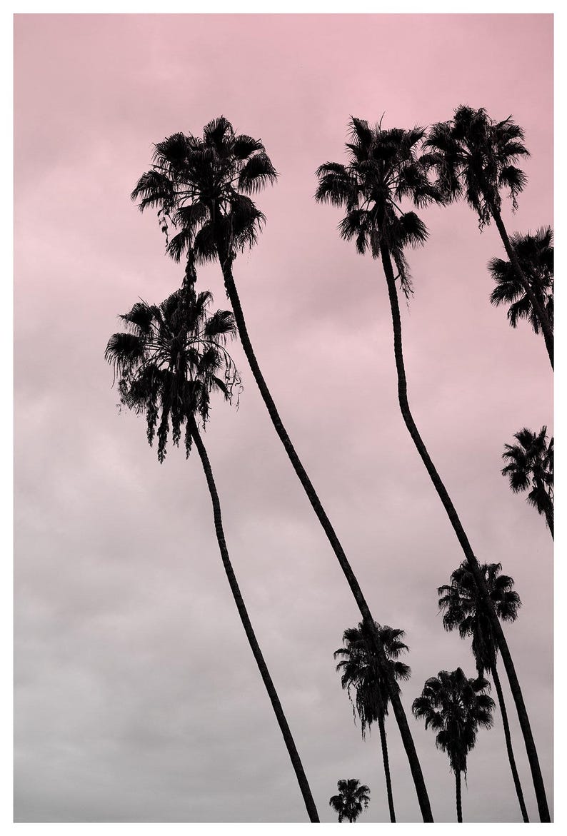 Pink Art, Los Angeles Photography, Beach House Art, Pink coastal wall art Surf Decor, Sunset photography Hollywood Regency, Hollywood Palm image 4