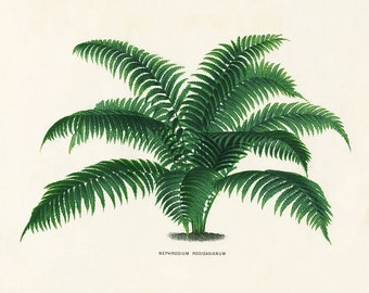 Vintage Fern Art, Vintage Fern Print, Fern Print, Vintage Fern Botanical Print, Horizontal Fern Print, 1800s Home Decor Antique Illustration