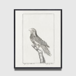 Black and White Bird Art, Black and White Bird Print, Antique Bird Print, Bird Art, Audubon Art, Gift for Bird Lover, Black and White Art