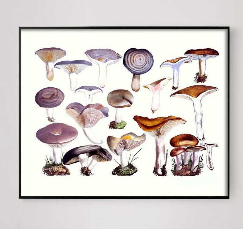 Mushroom Decor, Mushroom Art Print, Kitchen Art, Foodie Art, Farmhouse Funghi, Victorian Mushroom, Cottagecore Decor, Aesthetic room decor image 3