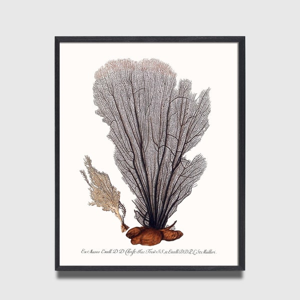 Sea Fan Coral Art Print, Coastal Grandmother Decor, Coastal Decor, Beach House, farmhouse decor, coastal wall art, shell art print