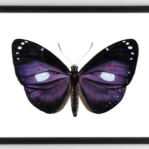 May include: A purple butterfly with black markings and white spots on its wings. The butterfly is isolated on a white background.