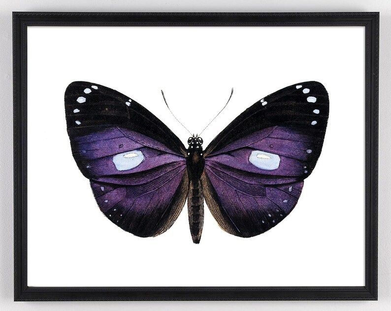 May include: A purple butterfly with black markings and white spots on its wings. The butterfly is isolated on a white background.