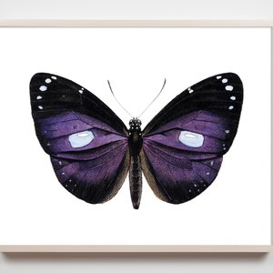 May include: A purple butterfly with white spots on its wings against a white background.