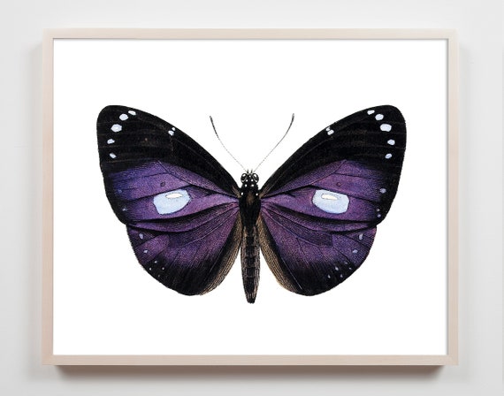 Purple Butterfly Print, Victorian Butterfly Art, Butterfly Painting, Colorful Butterfly Wall Decor, Butterfly Wall Art, Modern Butterfly