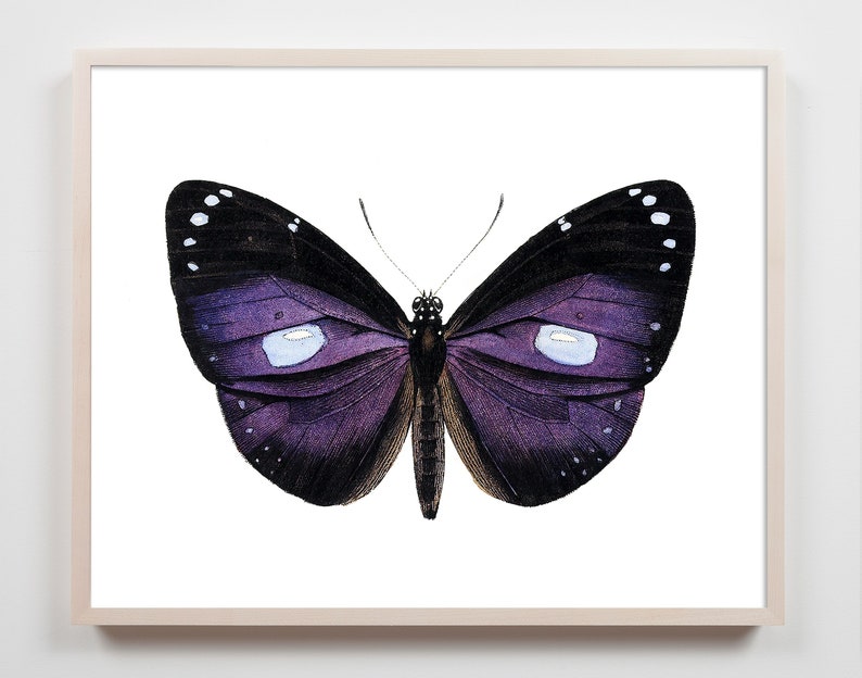 May include: A purple butterfly with white spots on its wings against a white background.