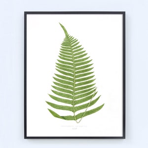Fern Print, Vintage Fern Prints,  Botanical Art Prints, Antique Botanicals, Vintage Fern Art,  Antique Fern Botanical Print, Cottage Art