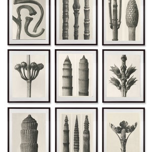 Set of 9 botanical prints by Karl Blossfeldt image 1