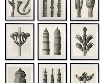 Set of 9 botanical prints by Karl Blossfeldt