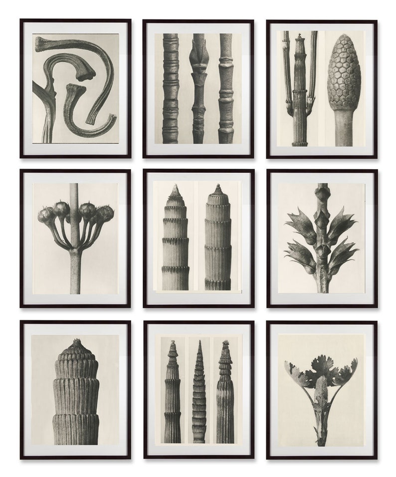 Set of 9 botanical prints by Karl Blossfeldt image 1