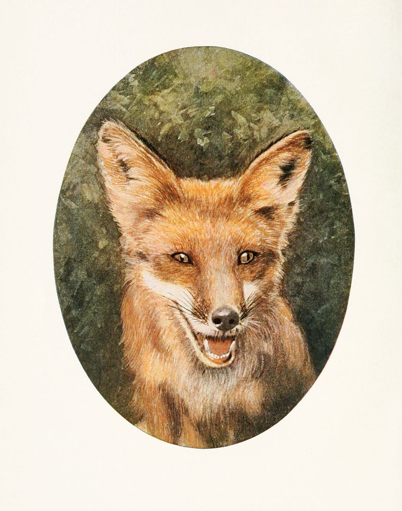 Fox Art print, Strange Animal Art, Cute Nursery Art image 2