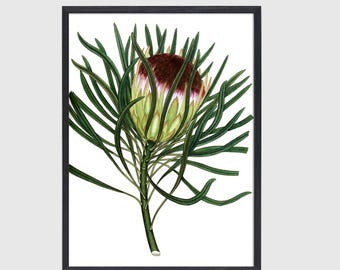 Antique Tropical Flower Botanical Print, Boho and Cottagecore Floral Wall Art
