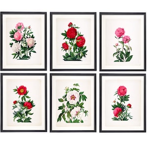Victorian Botanical Print set of 6, Botanical Wall Art Floral prints with Roses, Floral Wall Art