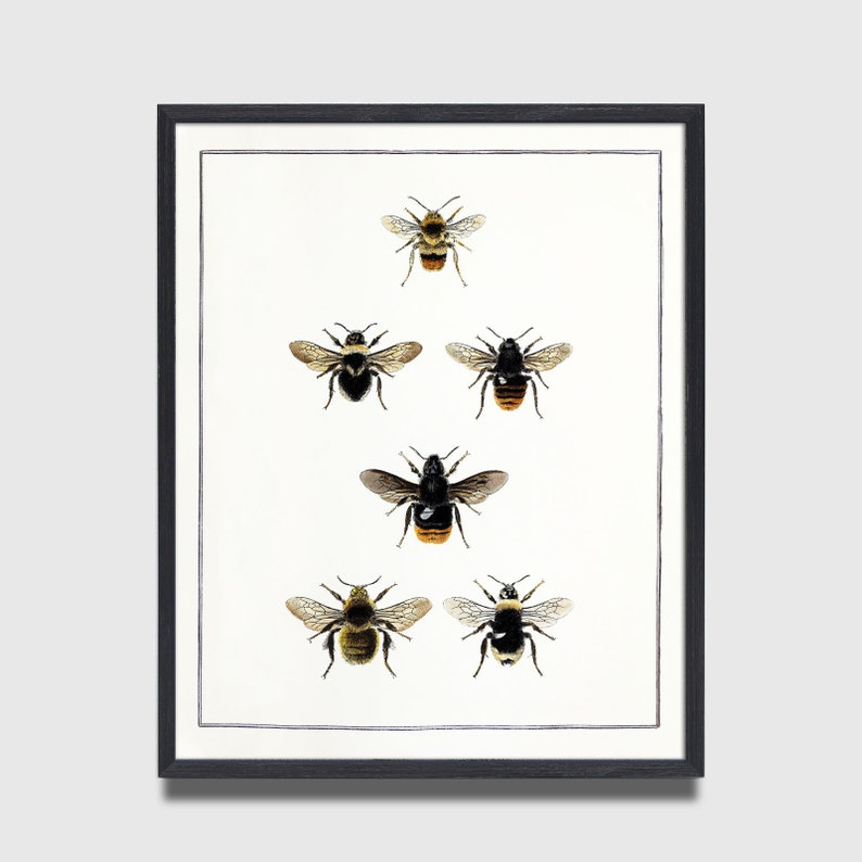 Bee Print, Bee Wall Art, English Cottage Decor, Cottagecore decor, Bumblebee, Vintage entomology, Victorian Insect Art, Farmhouse kitchen image 3