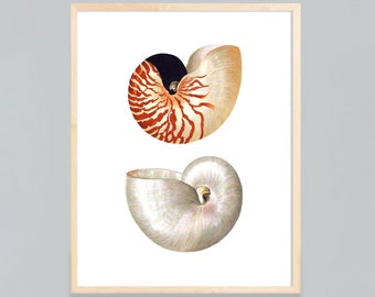 Nautilus Colorful Sea Shell Print #1, Beach Decor, Coastal Decor, Beach House, farmhouse decor, coastal wall art, shell art print