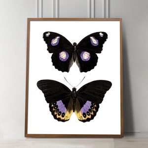 May include: Two black butterflies with purple and yellow accents on a white background. The butterflies are framed in a brown wood frame.