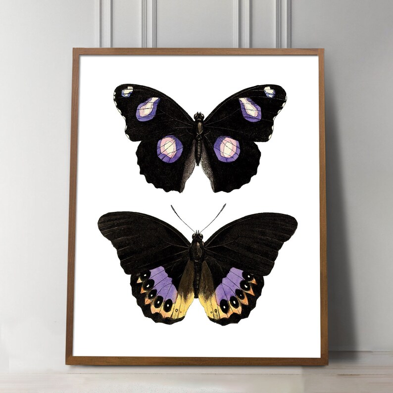May include: Two black butterflies with purple and yellow accents on a white background. The butterflies are framed in a brown wood frame.