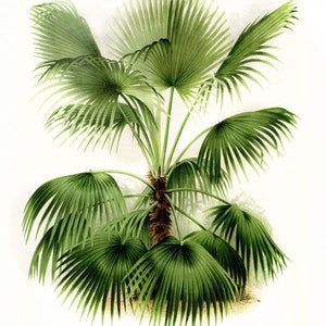 May include: A watercolour painting of a green palm tree with multiple fronds. The tree is depicted against a white background.