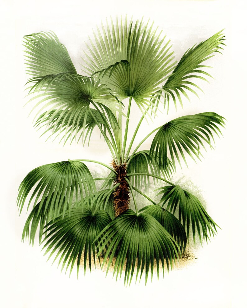 May include: A watercolour painting of a green palm tree with multiple fronds. The tree is depicted against a white background.