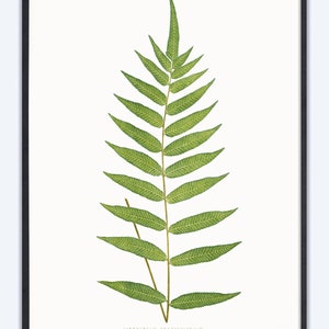 Fern wall art, Fern Botanical Art, Fern Print, Fern Illustration, Vintage Fern Prints,  Botanical Art Prints, Antique Botanicals