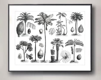 Ilustración antigua de un ejemplar de palmera del siglo XIX, lámina botánica tropical vintage, decoración costera para el hogar.
