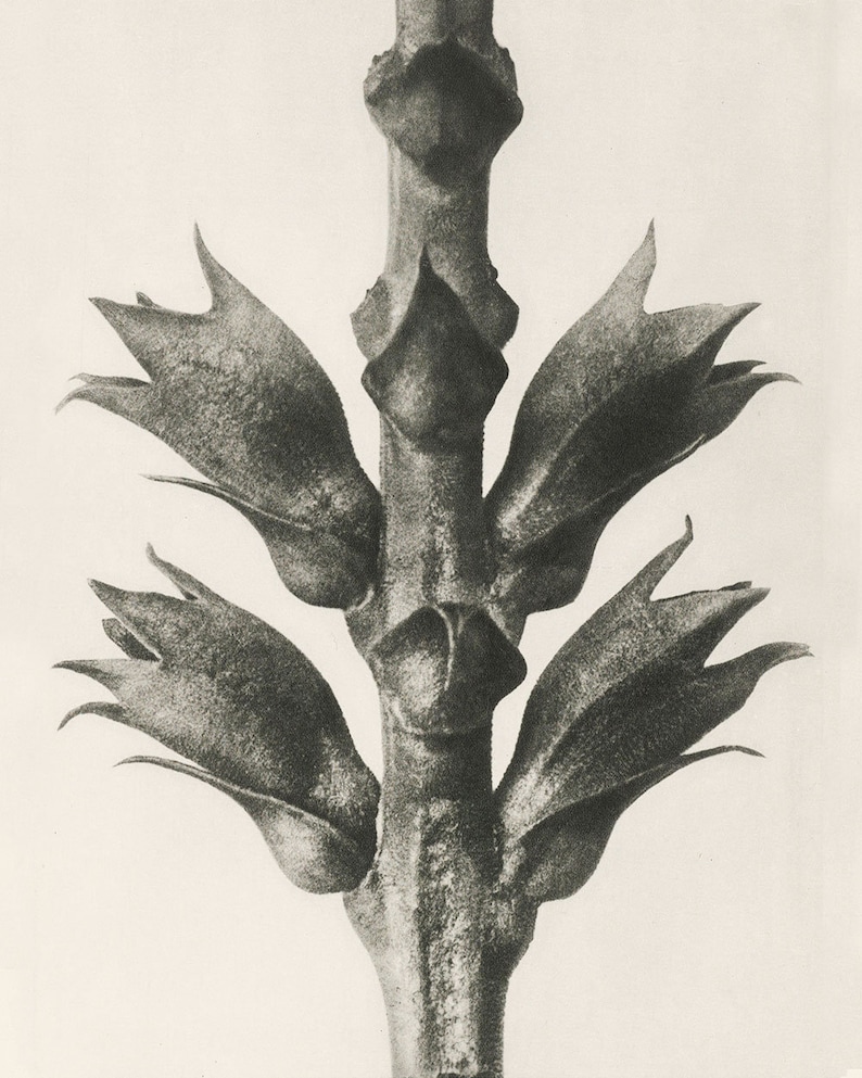 Set of 9 botanical prints by Karl Blossfeldt image 3