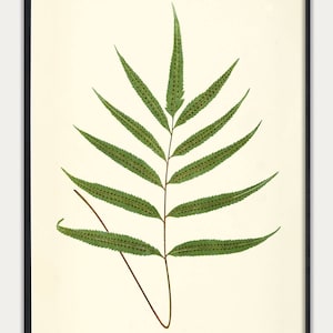 Fern Botanical Art, Fern Print, Fern Illustration, Vintage Fern Prints,  Botanical Art Prints, Antique Botanicals, Vintage Fern Art