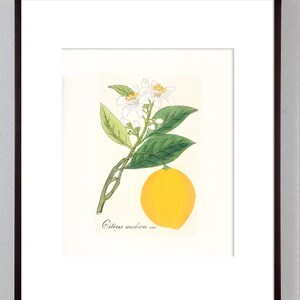 Kitchen art, Lemon Kitchen decor, Retro Kitchen Art, Citrus Fruit Print, Lemon Art, Kitchen Wall Art, Kitchen Food Art