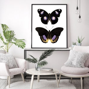 May include: A black and white framed print of two butterflies with purple and yellow accents. The butterflies are on a white background.